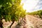 Old vineyards with red wine grapes in the Alentejo wine region near Evora, Portugal