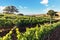 Old vineyards with red wine grapes and oak tree near a winery in the Chianti wine area, Tuscany Italy