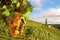 Old vineyards with white wine grapes in the Tuscany wine region near a winery before harvest in autumn, Italy Europe