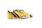 Old vintage damaged futsal sports shoes  on white background football sportware object isolated