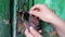 Old vintage iron lock on the door with green paint peeled. Female hand opens and closes lock