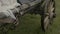 Old vintage rustic wooden ancient cart carriage with hay pile on green grass meadow field against clear blue sky on