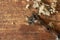 old vintage shearing shears on the floor of the family farm shearing shed surrounded by freshly shorn wool on a farm in rural