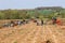 Old vintage tractors at ploughing match