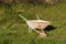 Old vintage wheelbarrow on a green grass in a garden.