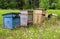 Old vintage wooden multi-colored beehives for bees on an old apiary among meadow grasses and flowers, production of honey, propoli