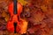 Old violin on yellow autumn maple leaves background.
