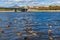 The old Volga bridge in Tver, Russia. Wild Mallard ducks swim in the river. Autumn Sunny day