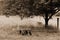 Old Wagon in Pasture