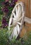 Old Wagon Wheel and Fence in Flower Garden for Decoration