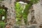 old wall with a hole window and plants