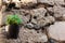 Old wall made of rocks. Texture of an old rocks sticked up with a cement. Small wall hung flower pot