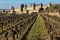 Old walled citadel and vinyards. Carcassonne. France