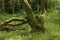 Old, warped tree covered with moss.