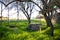 Old water well on green field with flowers under tree without leaves on winter