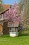 Old water well under blossom magnolia tree