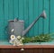 Old watering can with flowers on green planks