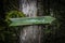 Old waymarker at a tree `footpath`