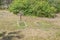 Old weathered abandoned graveyard in sunny summer.