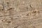 Old Weathered Cracked Knotted Pine Wood Floorboard Grunge Texture Detail