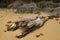 The old and weathered driftwood tree trunk on the sandy beach