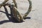 Old weathered fishing rope in dunes at sandy coastal ocean beach