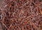 Old weathered grunge rustic red rust small pin nails in group selective focus