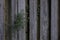 Old Weathered Knotty Pine Wood Fence with Foliage