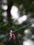 Old weathered pink colour plastic clothes pins hanging in rows outdoor