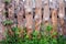 Old weathered scenic wooden fence with grass. Vintage texture Background