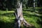 Old, weathered tree stump in a grassy, sun-dappled meadow with scattered wildflowers