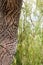 Old Weathered Trunk Of An Aged Weeping Willow Tree