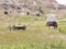 Old Western Wagon Carriage on a Trail