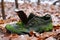 Old wet shoe overgrown with green moss lies in winter forest