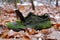 Old wet shoe overgrown with green moss lies in winter forest