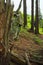 Old wetahered domestic horse skull hanging on dead tree branch