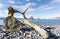 Old whale bone on the coast of Spitsbergen, Arctic