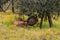 old wheelbarrow abandoned upside down in the grass under an olive