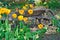 Old wheelbarrow with yellow tulips