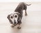 Old white-faced dachshund looks up at the camera