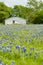 Old white house in bluebonnets