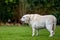 Old White Labrador Looking at toy