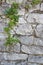 Old white stone wall and ivy background