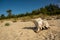 old white trunk on a sand