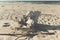 old white trunk on a sand