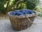 Old wicker basket full dark blue grapes. Red wine grapes.