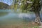 Old willow on the shore of the pond in Abrau-Durso