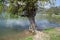 Old willow on the shore of the pond in Abrau-Durso