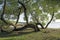 Old willows with beautiful curved trunks on the shore of the lake. Summer sunny day