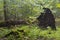 Old wind broken oak tree in autumnal forest